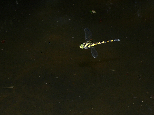 e0002314_20302251.jpg
