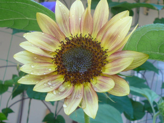 e0026017_9564091.jpg