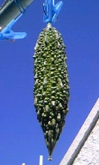 d0024220_11422525.jpg