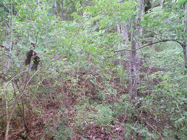 b0184725_2040981.jpg