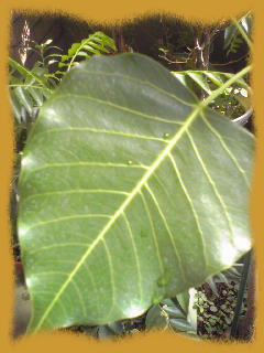 c0137328_833564.jpg