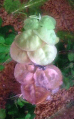 d0048332_10573093.gif