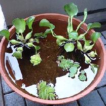 d0048332_11151970.gif