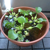 d0048332_11152963.gif