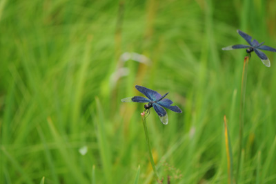 e0054635_1526233.jpg