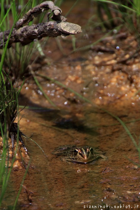 f0147858_942470.jpg