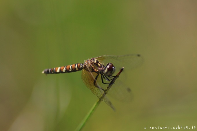 f0147858_9442219.jpg