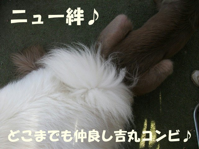 e0176159_15423122.jpg