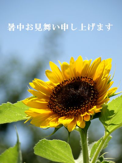e0129862_1711432.jpg