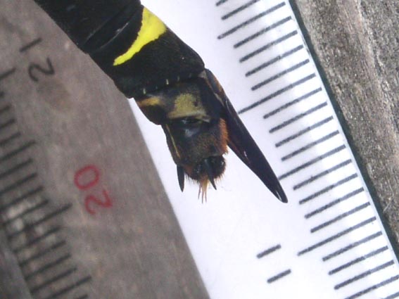 e0118274_125281.jpg