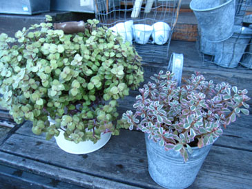 c0146487_1716464.jpg