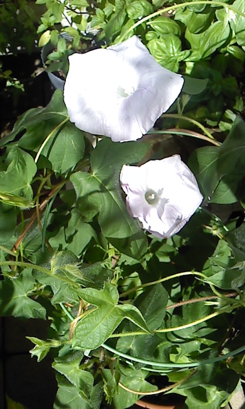 b0007895_11421977.jpg