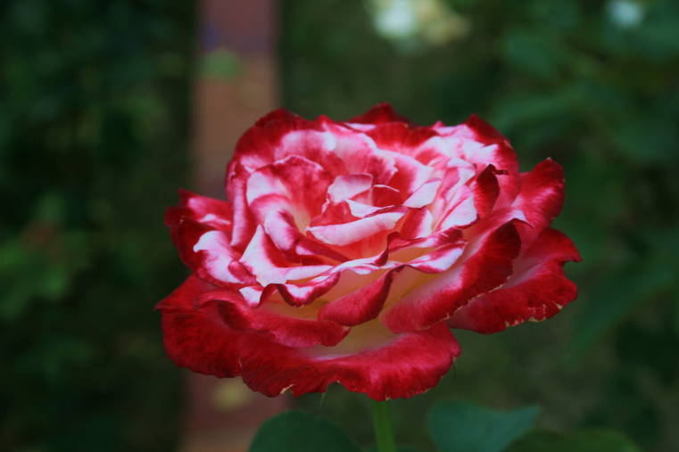 f0031304_6454256.jpg