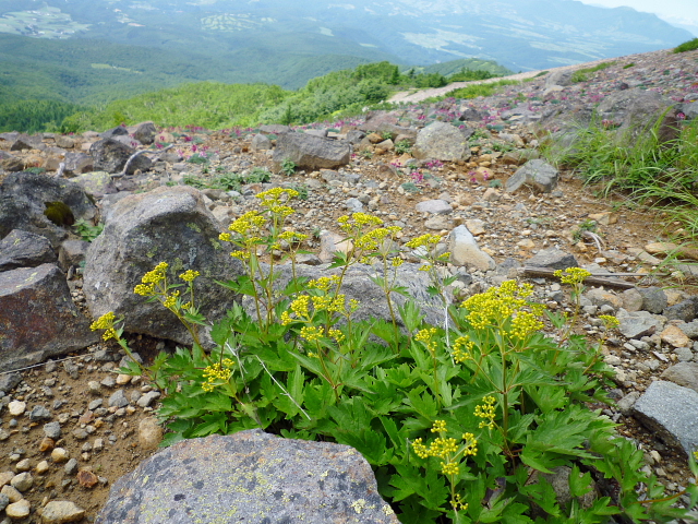 d0170615_1474915.jpg