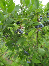 b0147224_21313118.jpg