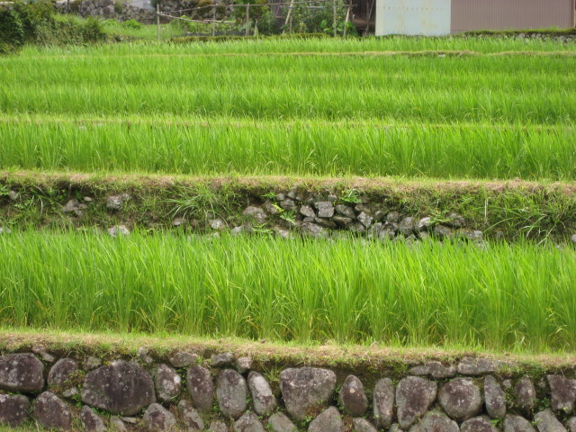d0147727_20592470.jpg