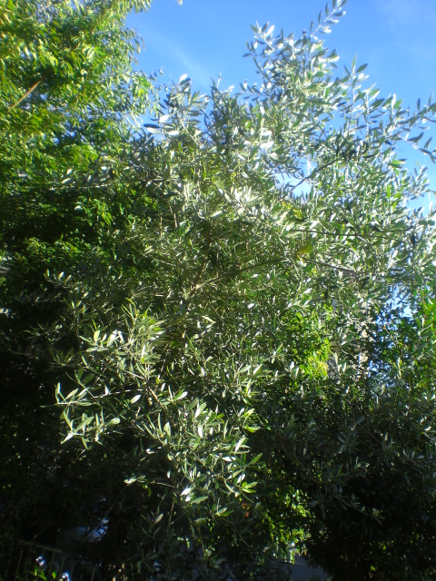 a0117937_1743740.jpg