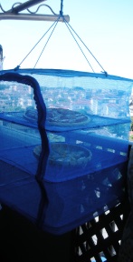 e0149340_725431.jpg
