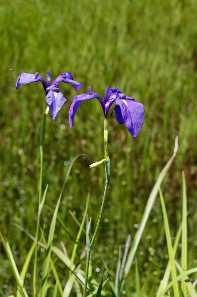f0181173_937084.jpg