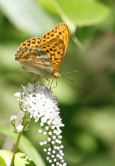 f0181173_950917.jpg