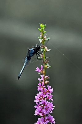 e0190885_20292785.jpg