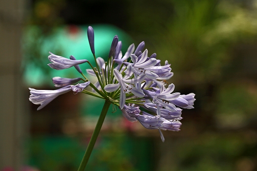 e0190885_20302915.jpg