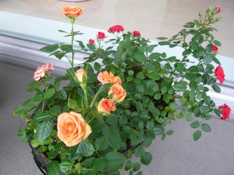 a0167397_9512100.jpg