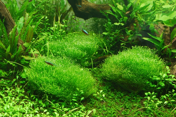 c0225297_55929.jpg