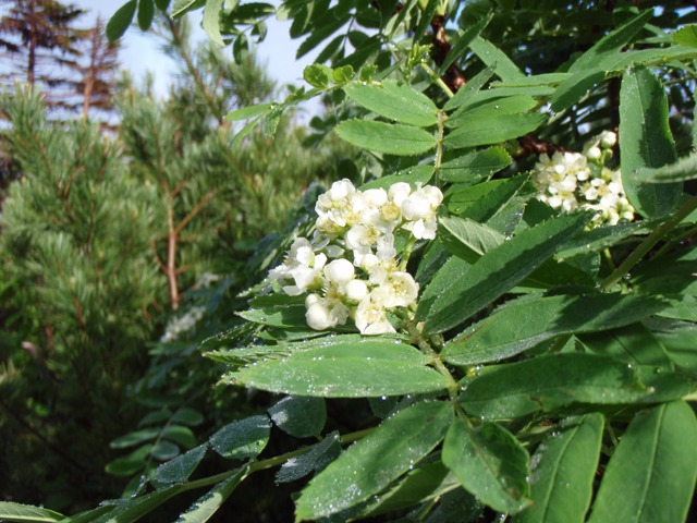 b0039898_17242574.jpg