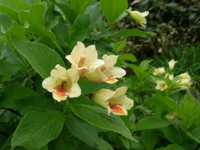 f0157901_2052863.jpg