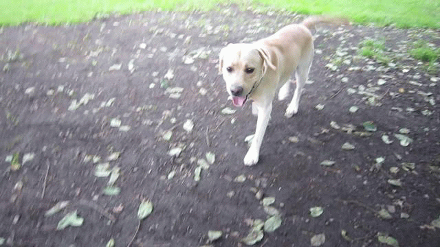 a0142343_124692.gif