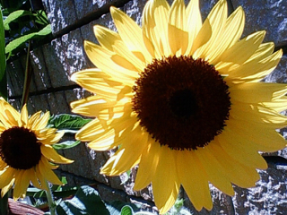 f0179947_10132394.jpg