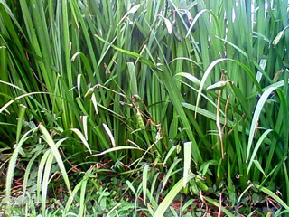 f0179947_10335588.jpg