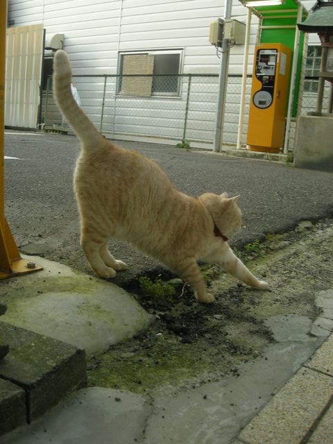 d0128252_113356.jpg