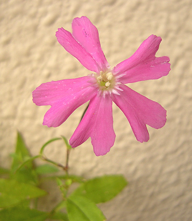 a0001354_17283216.jpg