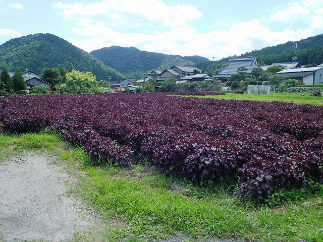 b0044663_2347898.jpg