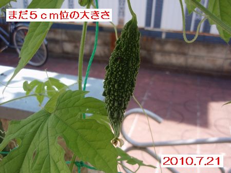 d0166164_16165667.jpg