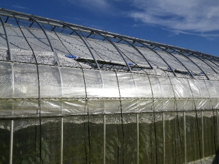 f0055264_052766.jpg