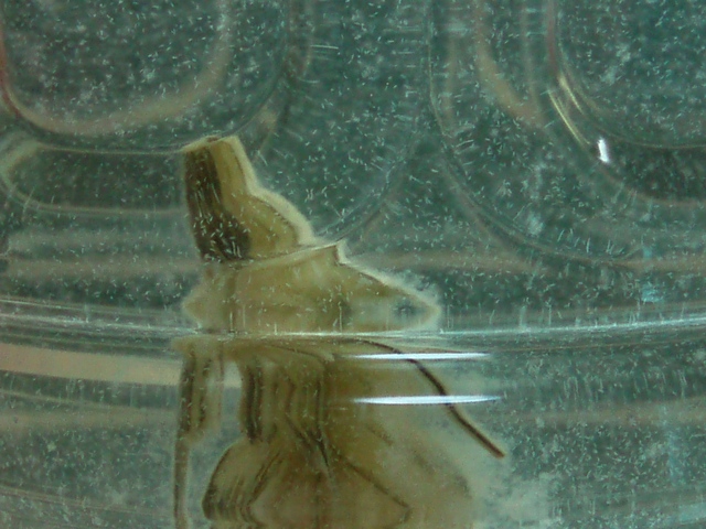 e0192991_21394826.jpg