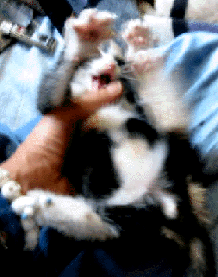 e0103408_1748264.gif
