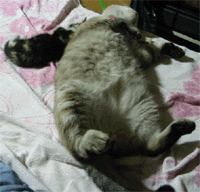 e0103408_1748549.gif