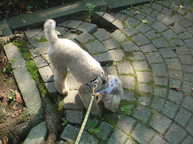 e0016828_137534.jpg