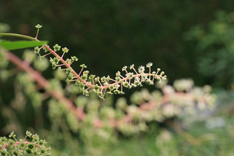 e0052135_13542469.jpg