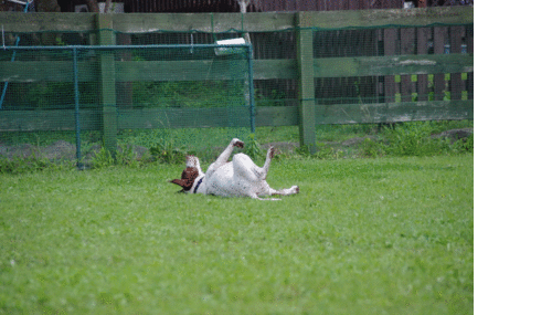 a0142343_21243864.gif