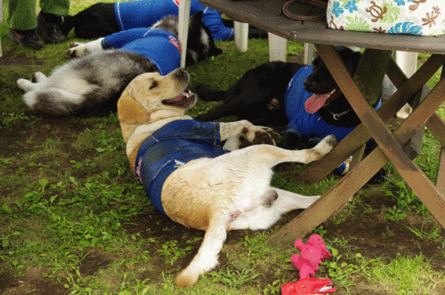 a0142343_21265652.gif