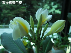 f0190653_17231461.jpg