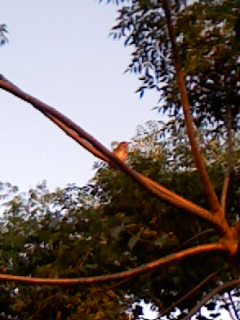 a0104162_2218751.jpg