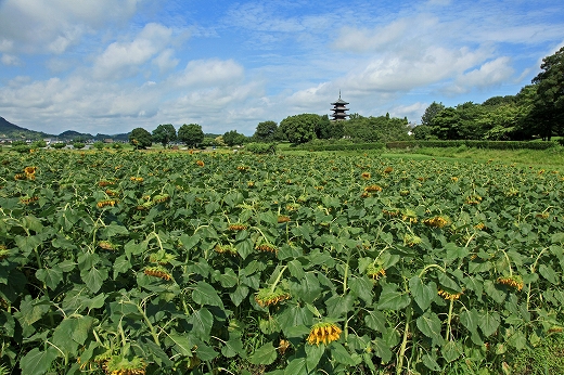 e0190885_2135656.jpg