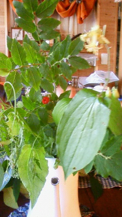 a0130586_1040187.jpg