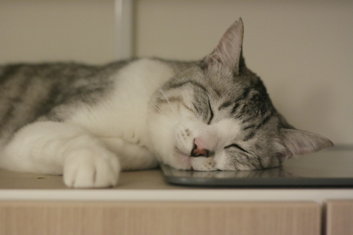 冷え冷えボードに顔だけ乗せるお坊ちゃん